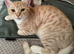 British shorthair X