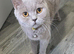 Beautiful bsh kittens