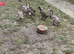 mixed breed juvenile Ducks