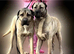 Stunning turkish kangal available for stud