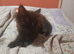 Baby girl maincoon 9 weeks old