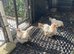 3 Silkied Serama hens