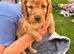 Boy Cockapoo puppy