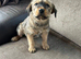 Labrador x German shepard