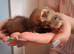 Ferret kits Silly tame handled daily