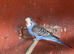 Baby budgies