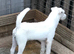 8 week old Parson jack Russell pups In Leicestershire