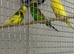 Exhibition budgies