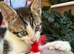 MALE KITTEN READY NOW