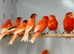 Red factor canaries