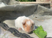 6 lovely baby boars