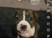 Puppy American Bulldog/Staff Cross