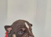 Olde English Bulldogges