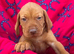Outstanding kc registered Hungarian vizsla