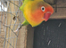 Male fischer lovebird