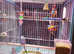!!! YOUNG BUDGIES READY FOR REHOMING !!!