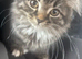 british shorthair x kittens