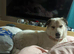 10 month old puppy looking for a new home.