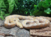 Foulsham Caramel Superdwarf Reticulated Python at Birmingham Reptiles