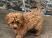 Two lovely Cavapoos Boys