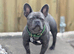 SMURF - Beautiful Frenchie