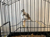 2026 varigated white fife canary hen