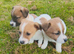 Jack Russell
