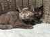 British shorthair girls