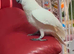 Sulphur crested Cockatoo Glasgow