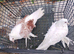 Pigeon for sale