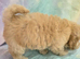Ready for forever homes