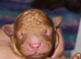 Licensed breeder, pedigree tiny red toy poodles
