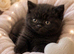 Chocolate & Cinnamon British Shorthair Kittens