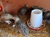 Caledon and coturnix quails