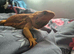 Male bearded dragon and setup