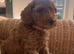 Red & golden cockapoo puppies