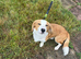 Collie cross Bassett hound