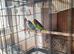 Baby Cockatiels and Budgies