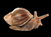 2 Giant African land snails FREE