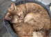 3  fluffy Scottish fold and straight females left