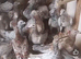 RARE COLOURED ALMOMD RACING PIGEONS