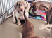 Adorable miniature dachshund puppies
