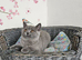 British Shorthair female