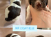 6 Springer spaniel pups