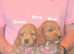 6 Gorgeous Cockerpoo Puppies
