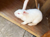 New Zealand female rabbit