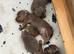 Lilac jack Russell’s