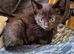 2 adorable black kittens
