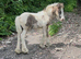 Black roan cob mare with colt foal