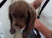 Working cocker spaniel puppies